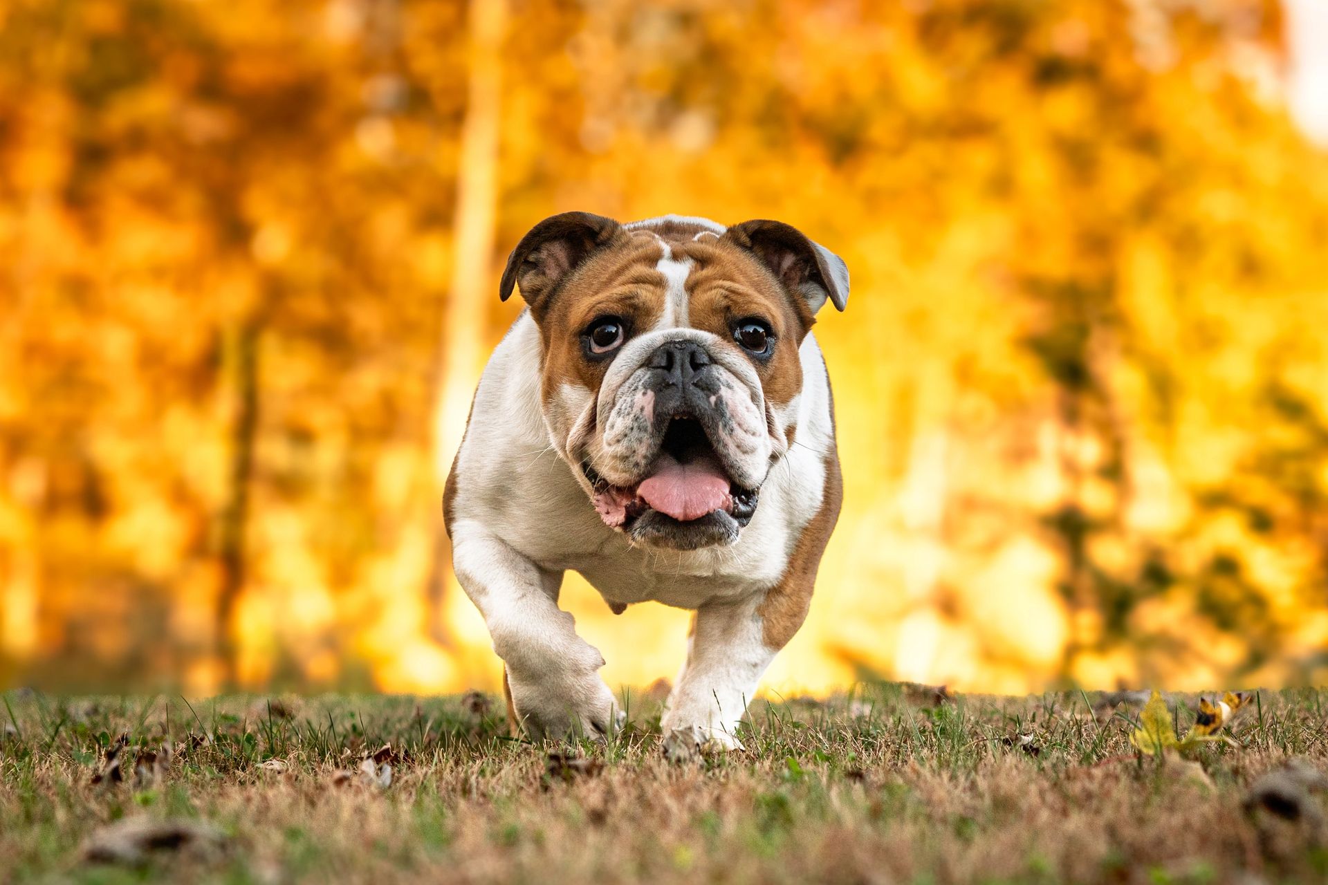 Spring and summer pet photography session outdoors